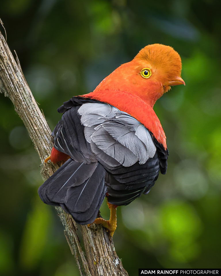 Andean Cock-of-the-rock (Rupicola peruvianus)